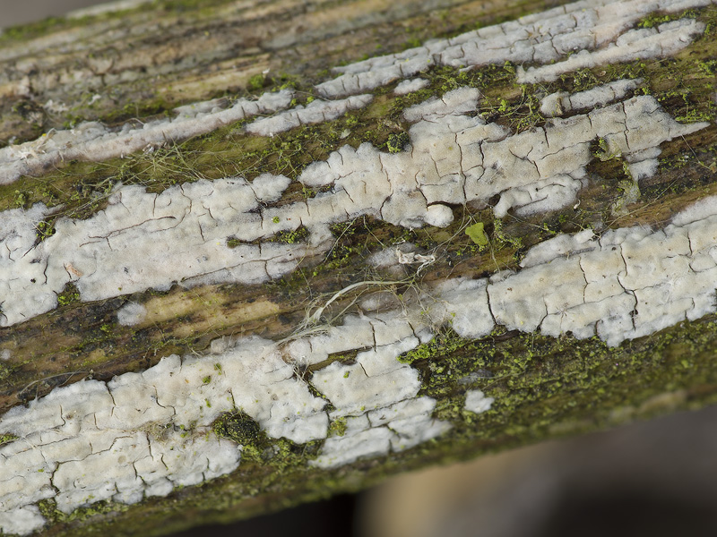 Radulomyces rickii